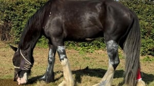 Illustration : Policiers, pompiers et vétérinaires unissent leurs forces pendant 4 heures pour sauver un cheval avec 3 jambes piégées dans une grille