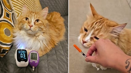 Illustration : Ce chat diabétique adore sa routine de soins quotidiens et attend avec impatience ses injections d’insuline (vidéo)