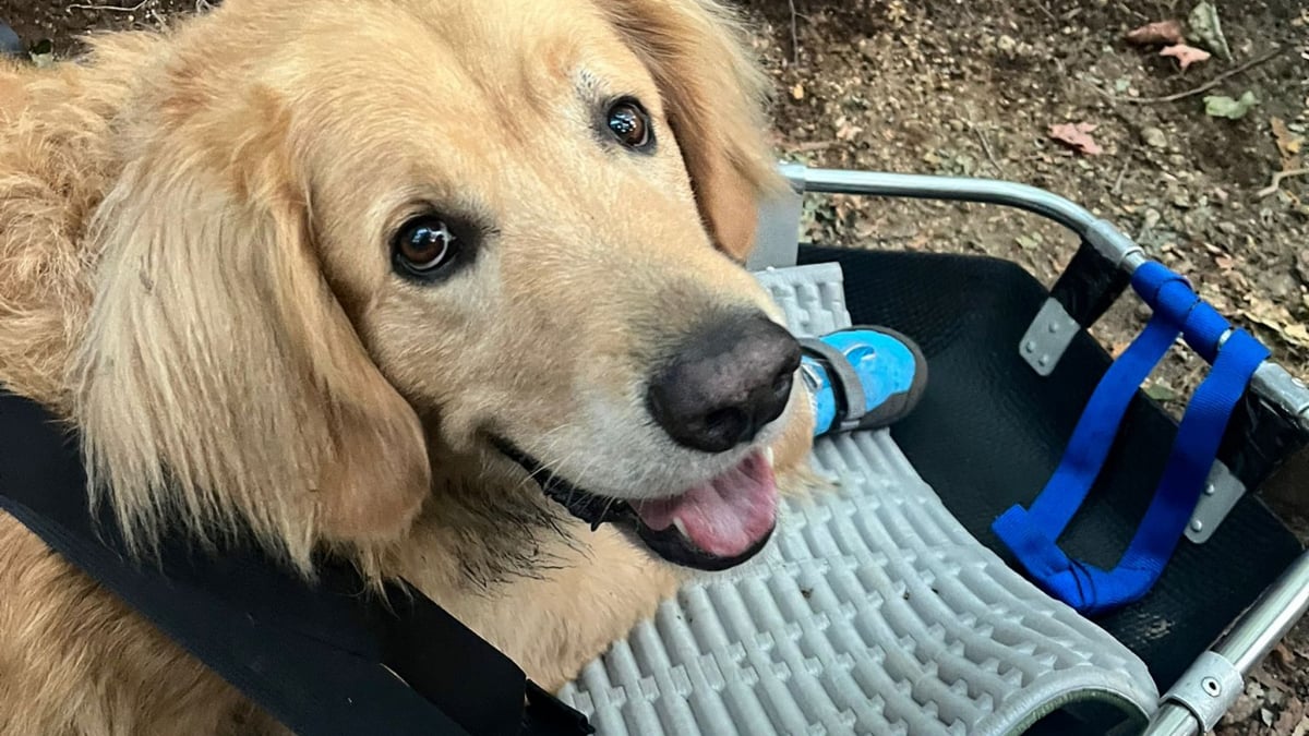 Illustration : "Un Golden Retriever de 7 ans s’épuise tellement en randonnée qu’une aide extérieure est nécessaire pour le secourir"