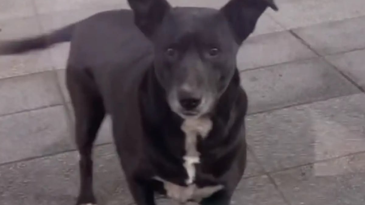 Illustration : "Tous les matins, cette chienne attend que son amie propriétaire d'animalerie ouvre sa boutique pour choisir ses friandises (vidéo)"