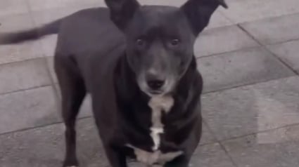 Illustration : Tous les matins, cette chienne attend que son amie propriétaire d'animalerie ouvre sa boutique pour choisir ses friandises (vidéo)