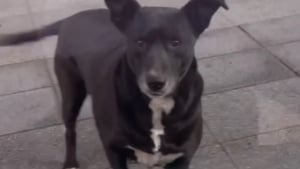 Illustration : "Tous les matins, cette chienne attend que son amie propriétaire d'animalerie ouvre sa boutique pour choisir ses friandises (vidéo)"