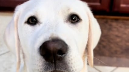 Illustration : La propriétaire d'un jeune Labrador montre en une minute à quoi ressemble la vie avec un chiot survolté (vidéo)