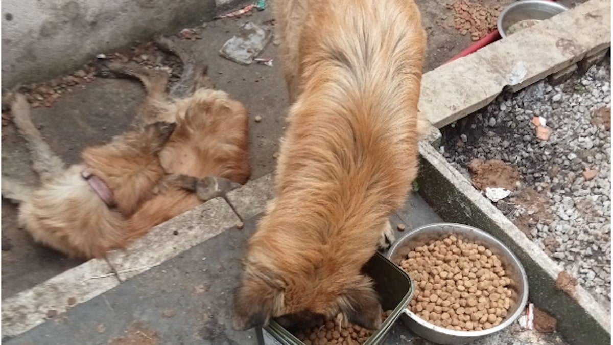 Illustration : "Grâce à un signalement au 3677, une chienne abandonnée dans une cour a été sauvée et vit une vie meilleure dans une famille aimante"