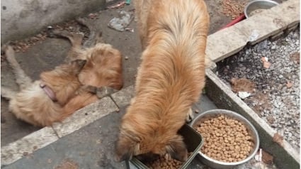 Illustration : Grâce à un signalement au 3677, une chienne abandonnée dans une cour a été sauvée et vit une vie meilleure dans une famille aimante