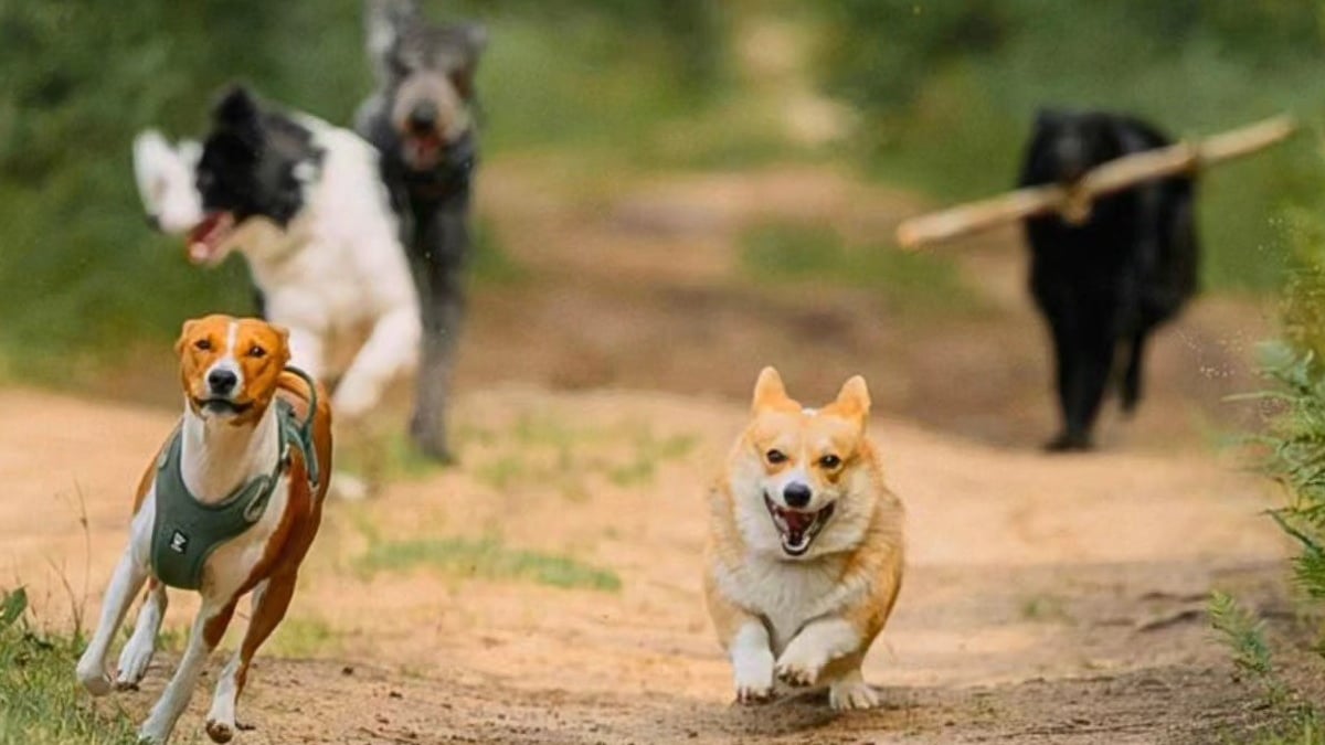 Illustration : "Natura Dog Party : plus de 2000 m2 d’activités vous attendent, vous et votre chien, à l’occasion du salon Animal Expo – Animalis Show"