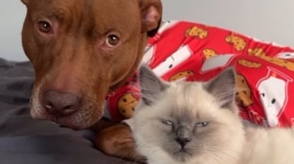 Illustration : À force de côtoyer des chats, ce croisé Pitbull a pris certaines de leurs habitudes (vidéo)