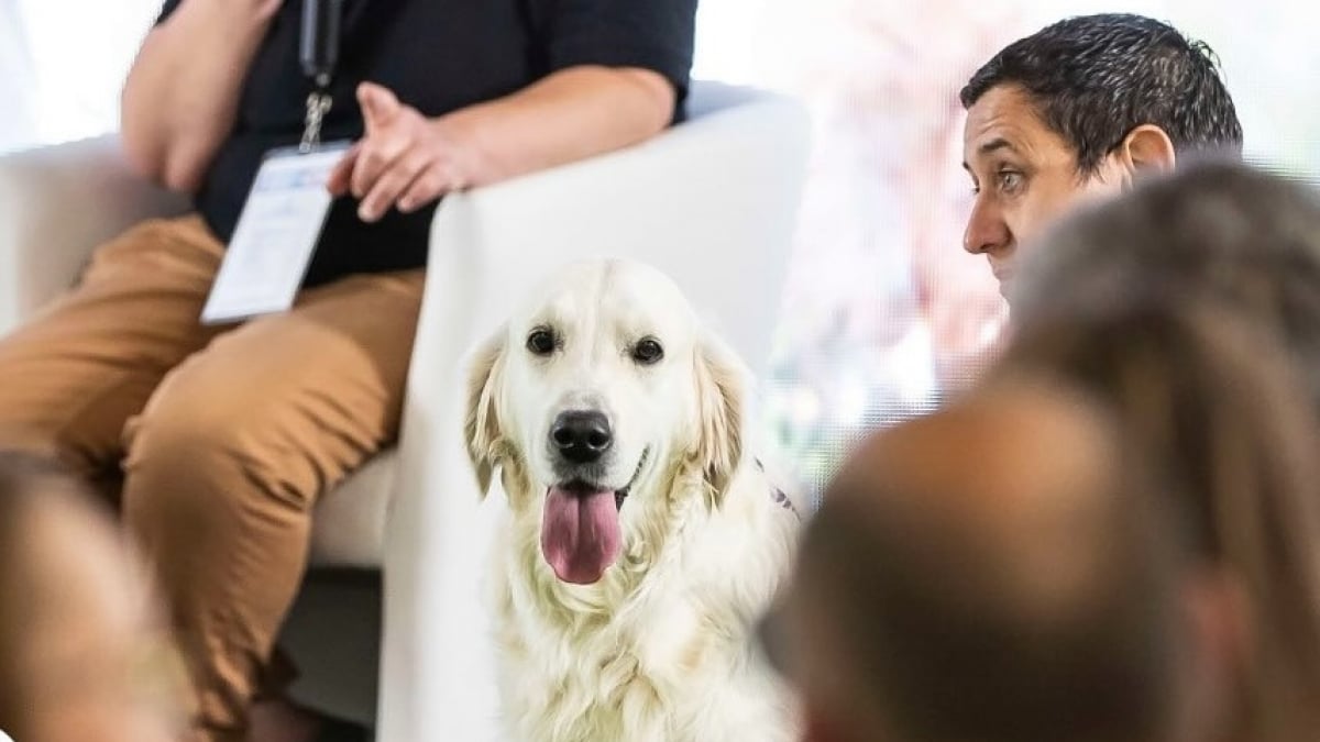 Illustration : "À l'Animal Expo – Animalis Show, apprenez à mieux connaître vos animaux de compagnie grâce à des ateliers aussi ludiques qu’enrichissants"