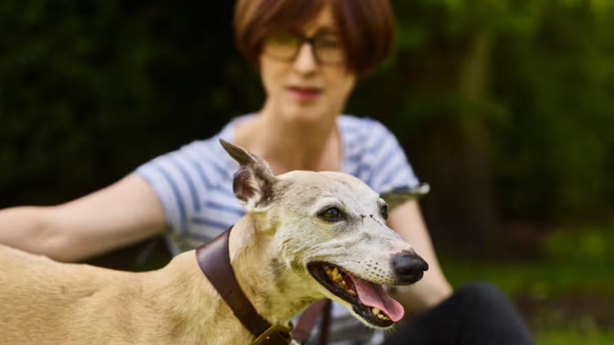 Illustration : "Une femme réalise le rêve des propriétaires en se mettant dans la peau de son chien pendant une journée"