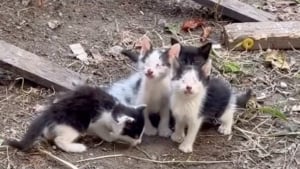 Illustration : Une amoureuse des animaux sauve une portée de chatons en détresse derrière une boulangerie (vidéo)