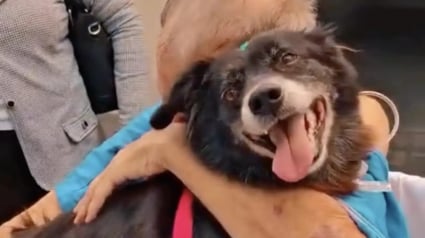 Illustration : La visite surprise d'une chienne à son maître hospitalisé et démoralisé lui redonne le sourire et accélère sa guérison (vidéo)