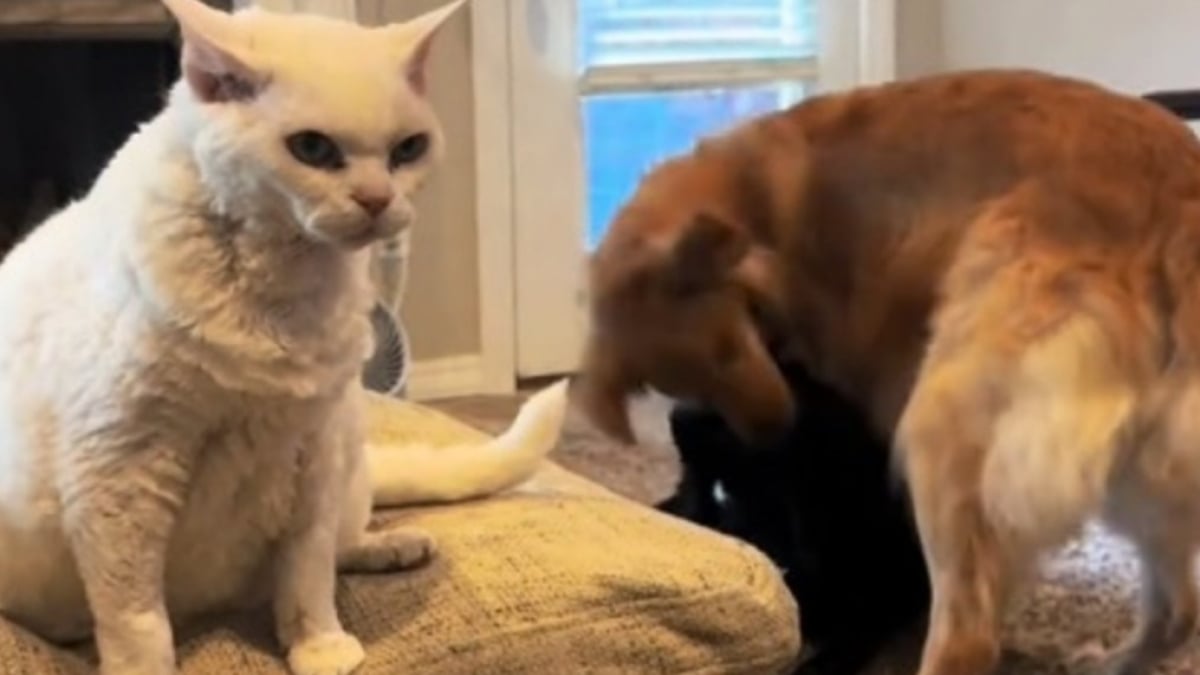 Illustration : "L'attitude d'un chat semblant perplexe et dépassé face à l'agitation des chiens de la famille (vidéo)"