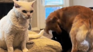 Illustration : "L'attitude d'un chat semblant perplexe et dépassé face à l'agitation des chiens de la famille (vidéo)"