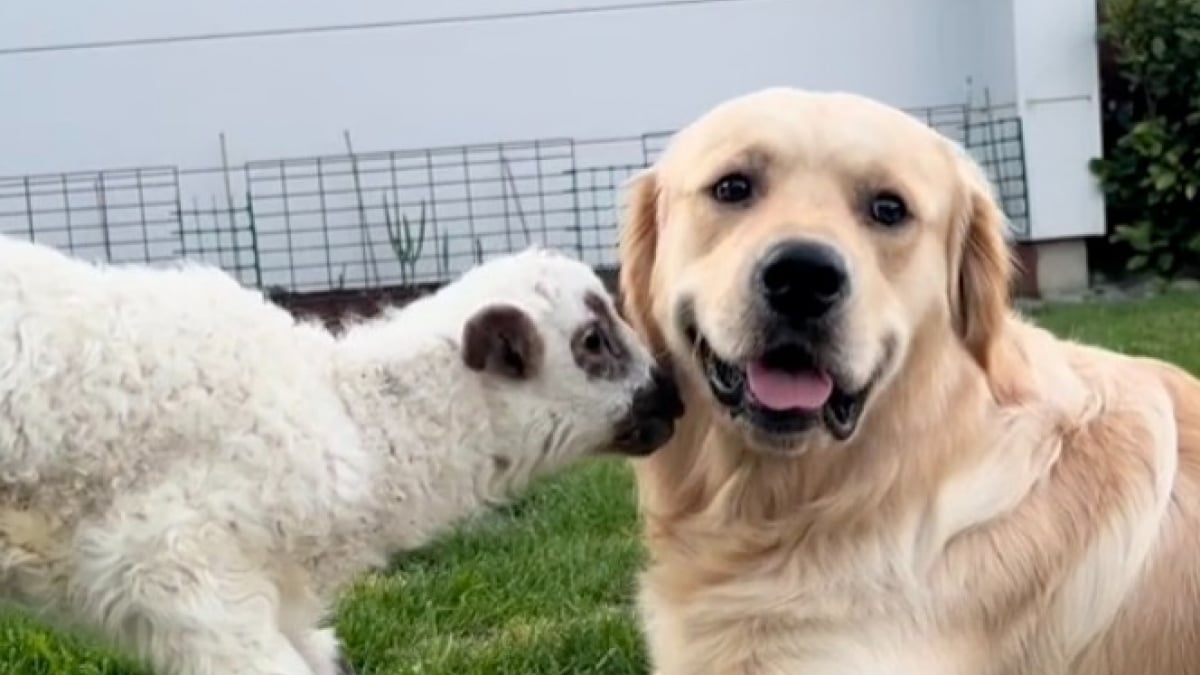 Illustration : "Un Golden Retriever rencontre un agneau pour la première fois et sa réaction est pleine de joie et de tendresse (vidéo)"