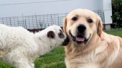 Illustration : Un Golden Retriever rencontre un agneau pour la première fois et sa réaction est pleine de joie et de tendresse (vidéo)