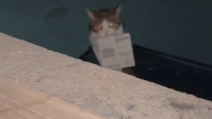 Illustration : Son chat, qui a l’habitude de voler, lui ramène un ticket à gratter gagnant (vidéo)