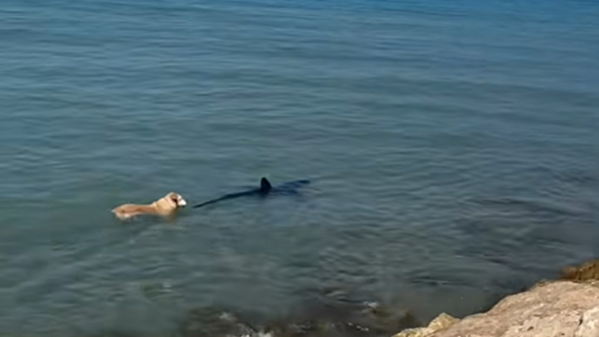 Illustration : "Un chien intrépide plonge dans l’eau pour suivre un requin sur une plage espagnole et ressort indemne"