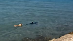 Illustration : Un chien intrépide plonge dans l’eau pour suivre un requin sur une plage espagnole et ressort indemne