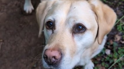 Illustration : Des traces violettes apparaissent sur le pelage d’une chienne qui s'explique par sa cueillette préférée (vidéo)