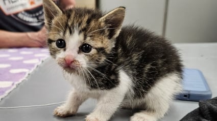 Illustration : Un homme menace de jeter des chatons à la poubelle si personne ne les achète, un bon samaritain décide de les sauver