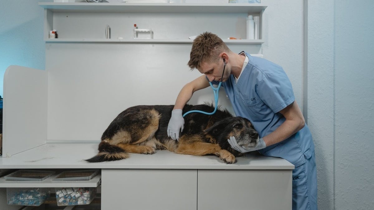 Illustration : "Comment choisir le bon vétérinaire pour votre animal de compagnie à Paris"