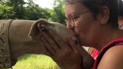 Illustration : Une femme se bat pour recueillir et sauver les Lévriers Espagnols abandonnés par les chasseurs lorsque la saison de chasse est terminée