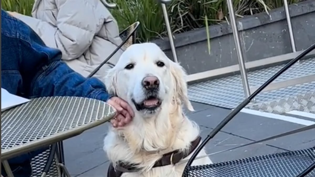 Illustration : "Dès qu’il se rend au parc, ce Golden Retriever sociable s’installe aux pieds d’inconnus et réclame des caresses (vidéo)"