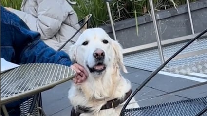 Illustration : Dès qu’il se rend au parc, ce Golden Retriever sociable s’installe aux pieds d’inconnus et réclame des caresses (vidéo)