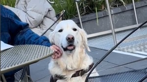 Illustration : "Dès qu’il se rend au parc, ce Golden Retriever sociable s’installe aux pieds d’inconnus et réclame des caresses (vidéo)"