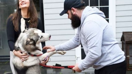 Illustration : En consultant les annonces d’un refuge, ils découvrent un Husky ressemblant trait pour trait leur chien, disparu 6 mois plus tôt