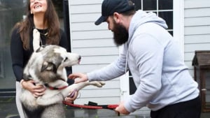 Illustration : "En consultant les annonces d’un refuge, ils découvrent un Husky ressemblant trait pour trait leur chien, disparu 6 mois plus tôt"