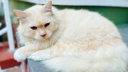 Illustration : Le chat emblématique et adoré de tout le personnel d’un restaurant gastronomique se bat pour sa vie