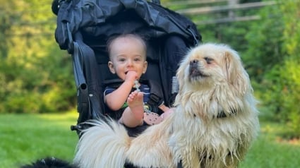 Illustration : Sauvé d’une usine à chiots, ce Pékinois n’avait plus confiance en l’humain jusqu’à ce qu’il rencontre son petit frère (vidéo)