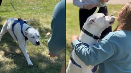 Illustration : Elle retrouve le Pitbull dont elle a été mère d'accueil 4 ans et demi plus tôt, mais ils ne seront plus jamais séparés (vidéo)