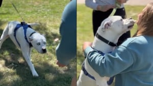 Illustration : "Elle retrouve le Pitbull dont elle a été mère d'accueil 4 ans et demi plus tôt, mais ils ne seront plus jamais séparés (vidéo)"