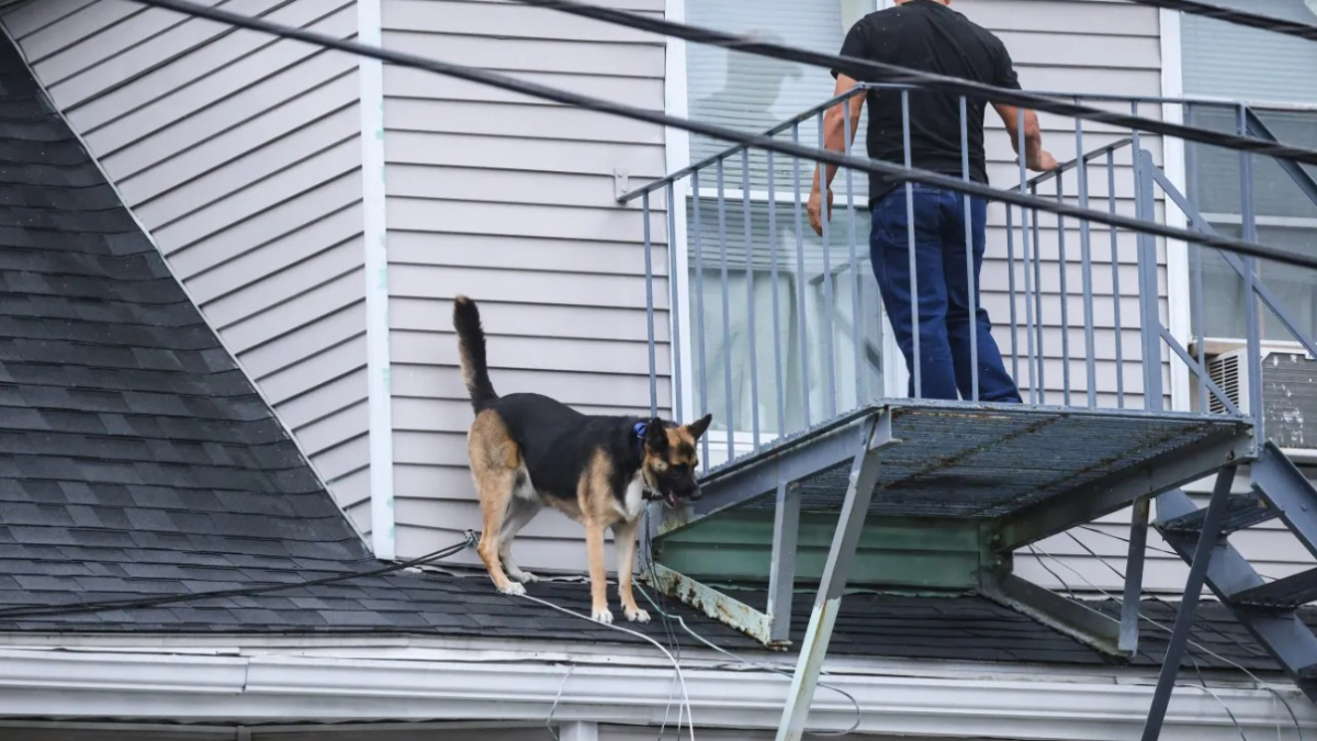 Illustration : "Au travail, une femme reçoit un appel intrigant l'informant que son chien se trouve sur le toit de la maison"