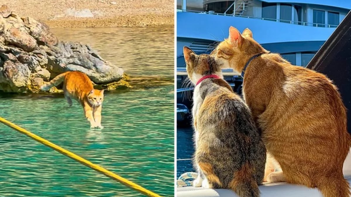 Illustration : "Un chat marin fait sensation en revenant à la nage sur le bateau de ses maîtres après s’être dégourdi les pattes à terre (vidéo)"