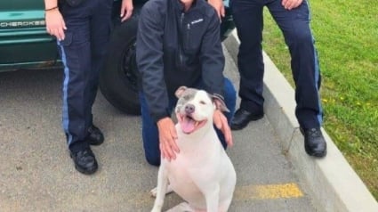 Illustration : Joyeuses retrouvailles entre un automobiliste victime d'un malaise au volant et sa chienne prise en charge par la police lors de l'incident