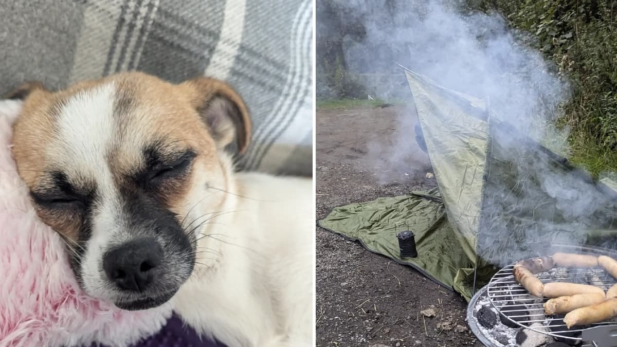 Illustration : "Les propriétaires d'une chienne perdue en forêt passent d'interminables nuits à camper dehors et à griller sa nourriture préférée jusqu'à la délivrance"