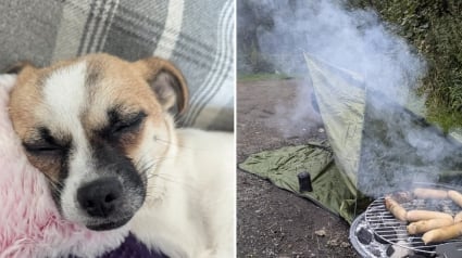 Illustration : Les propriétaires d'une chienne perdue en forêt passent d'interminables nuits à camper dehors et à griller sa nourriture préférée jusqu'à la délivrance