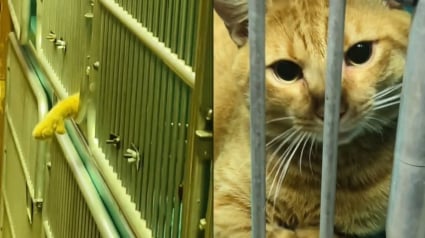 Illustration : Ce chat abandonné par sa famille tend la patte à travers les barreaux de sa cage au refuge afin de trouver l'affection (vidéo)