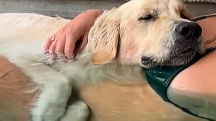 Illustration : Un Golden Retriever offre une scène émouvante en se blottissant contre sa propriétaire enceinte (vidéo)