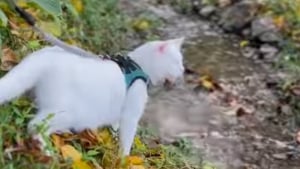 Illustration : "Un chat aveugle découvre pour la première fois les joies de l’automne (vidéo)"