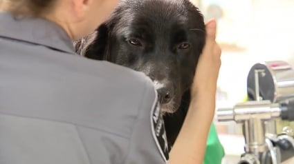 Illustration : Une sauveteuse de chiens se laisse dépasser par la situation et les autorités sont obligées d’intervenir