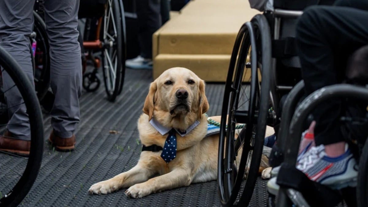 Illustration : "Un chien héros sauve son maître en fauteuil roulant tombé dans un canal en le tirant hors de l'eau"