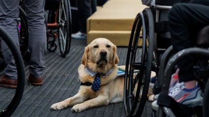 Illustration : Un chien héros sauve son maître en fauteuil roulant tombé dans un canal en le tirant hors de l'eau