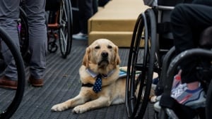 Illustration : Un chien héros sauve son maître en fauteuil roulant tombé dans un canal en le tirant hors de l'eau