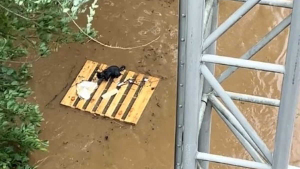 Illustration : "Un chat réfugié sur un radeau de fortune lors d'une inondation retrouve la terre ferme grâce à 2 bons samaritains (vidéo)"