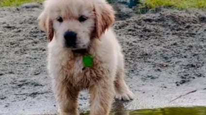 Illustration : Ce chiot Golden Retriever prend son courage à 4 pattes pour s'offrir sa toute première baignade et montre la voie à ses frères et soeurs (vidéo)