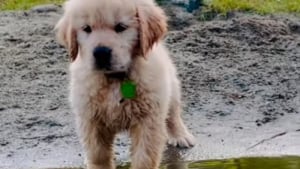 Illustration : "Ce chiot Golden Retriever prend son courage à 4 pattes pour s'offrir sa toute première baignade et montre la voie à ses frères et soeurs (vidéo)"